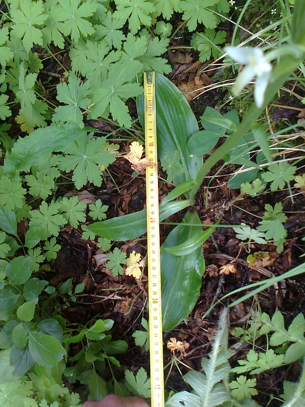 Platanthera bifolia var. gigantea